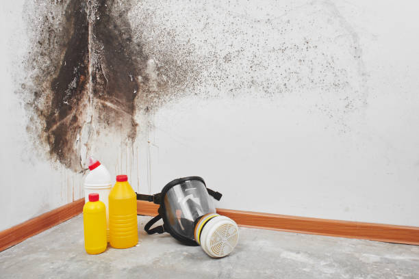 Home Mold Removal in Central High, OK