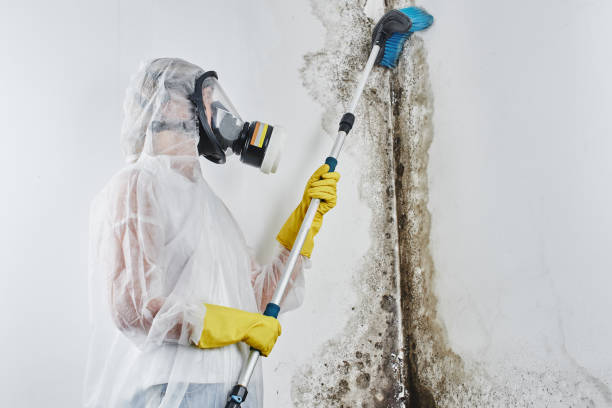 Best Residential Mold Removal  in Central High, OK