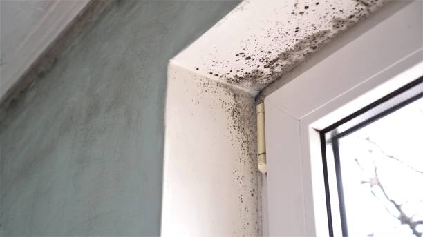 Best Local Mold Removal Service  in Central High, OK