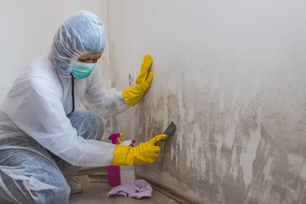 Best Toxic Mold Removal  in Central High, OK