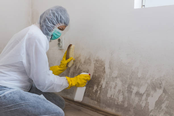 Best Attic Mold Removal  in Central High, OK