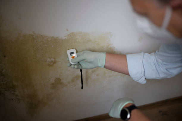 Best Local Mold Removal Service  in Central High, OK