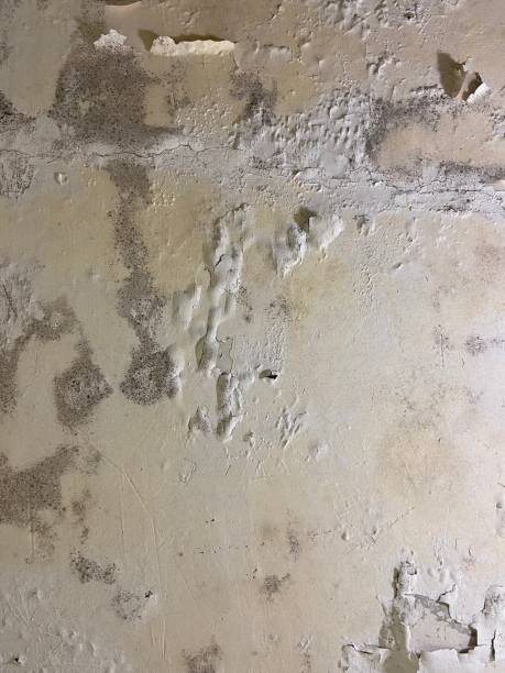 Best Mold Removal Company Near Me  in Central High, OK