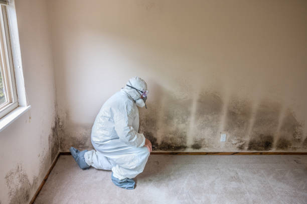 Trusted Central High, OK Mold Removal Experts