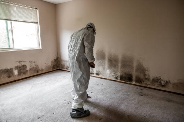 Best Mold Removal Company Near Me  in Central High, OK