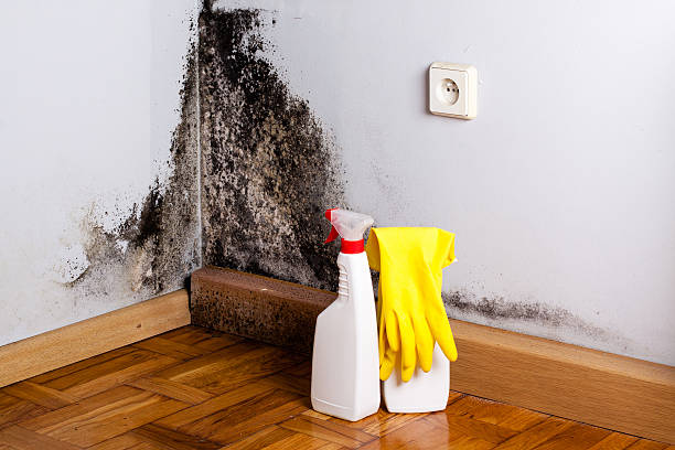 Best Certified Mold Removal  in Central High, OK