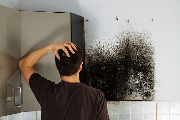 Best Same-Day Mold Removal  in Central High, OK