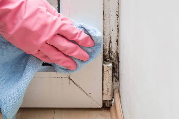 Best Professional Mold Removal  in Central High, OK